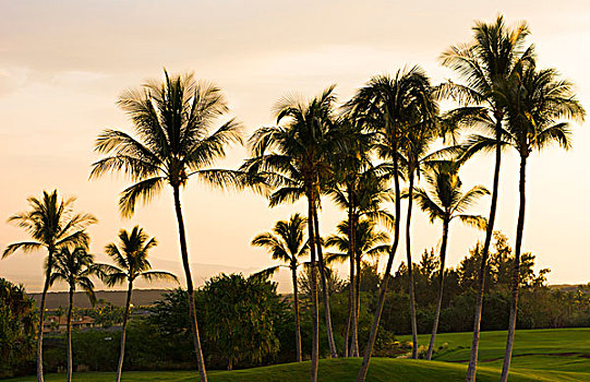 瓦克拉,夏威夷,夏威夷大岛,高尔夫球场,奢华,国王,海滩,棕榈树