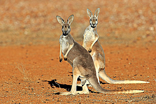 红袋鼠,两个,成年,雌性,国家公园,新南威尔士,澳大利亚,大洋洲