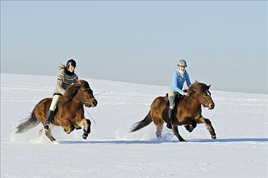 两个,年轻,骑手,驰骋,冰岛马,寒冷,晴朗,冬天,白天
