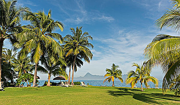 棕榈树,沙滩椅,茉莉亚岛,法属玻利尼西亚,大洋洲
