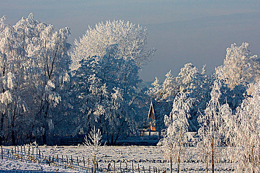 霜冻,农舍,树,地点,乌得勒支,荷兰