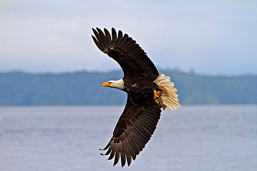 白头鹰,飞行,清新,抓住,岩鱼,爪,太平洋,不列颠哥伦比亚省,海岸,加拿大