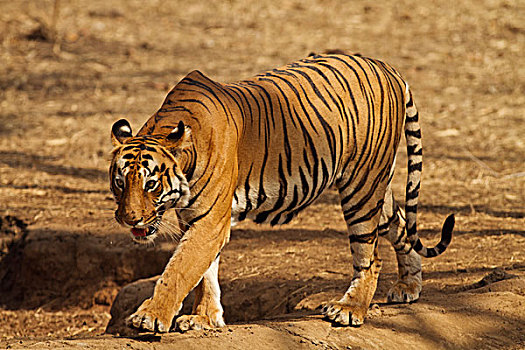 水潭,虎,自然保护区,印度