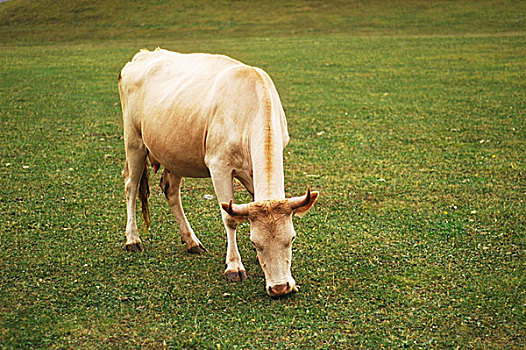 母牛,放牧,草地,夏天