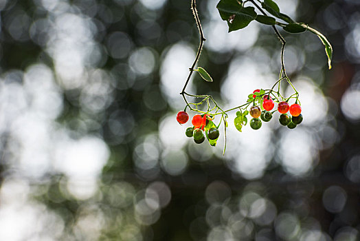 秋日山野里红红的白英果实