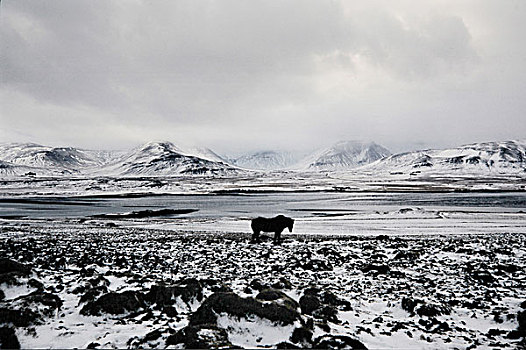 马,冰岛