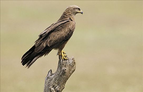 黑鸢,栖息,残枝,欧洲