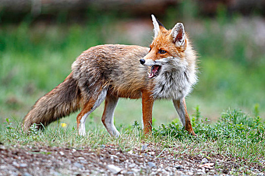 红狐,狐属,雌性,站立,边缘,树林,张嘴,地区,北莱茵-威斯特伐利亚,德国,欧洲