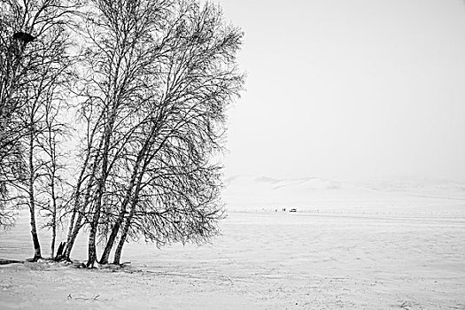 杨树背雪原