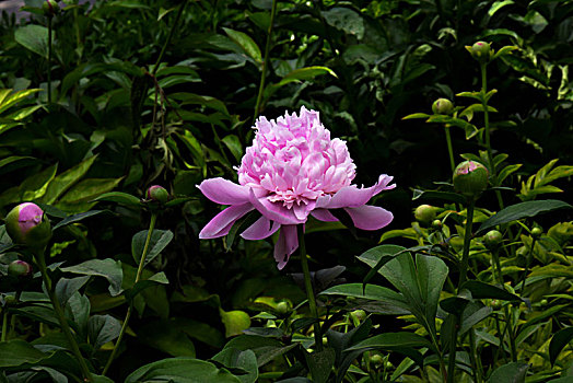 美丽芍药,芍药花