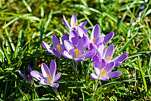 紫色,藏红花,盛开,草地,德国,欧洲