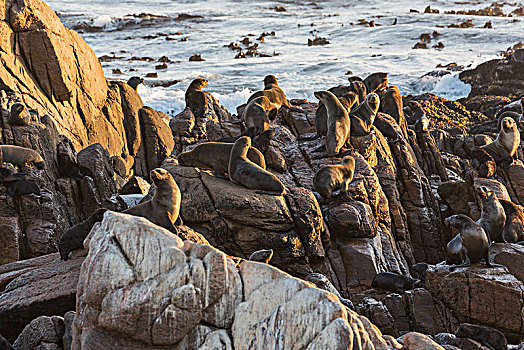 海豹,生物群,海岸,南非
