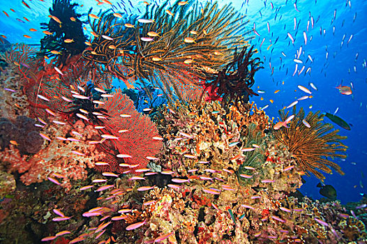 热带,礁石,鱼,海百合,靠近,贝卡岛,南方,维提岛,斐济,南太平洋