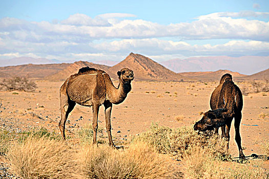 单峰骆驼,阿拉伯,骆驼,撒哈拉沙漠,南方,摩洛哥,北非,非洲