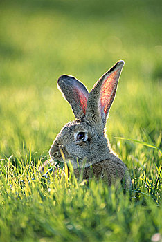 野兔,草地,蒲公英,吃,草,动物,哺乳动物,兔子,比赛,饲养,棚,畜牧,物种,自然,警觉,食物,户外