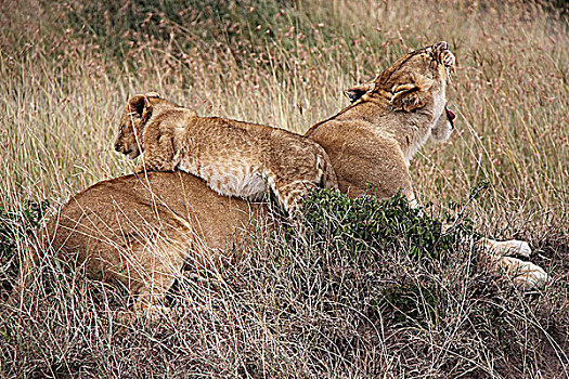 肯尼亚非洲大草原狮子-母与子