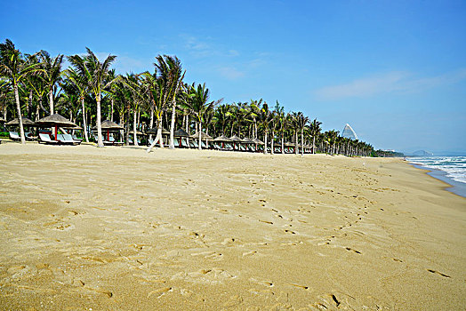 沙滩,海滩,椰树