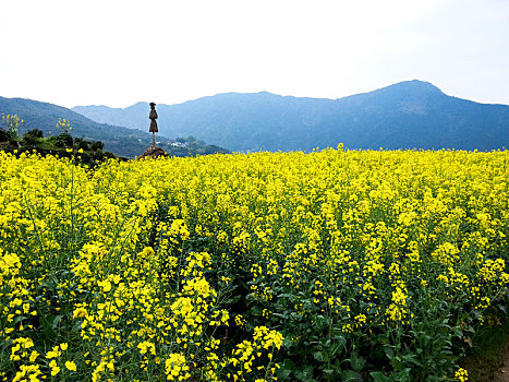 山中的油菜花梯田,2015年3月31日,摄于江西婺源江岭