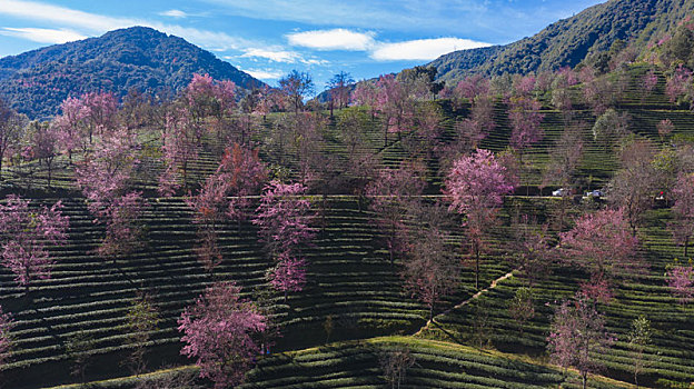 云南大理无量山樱花谷