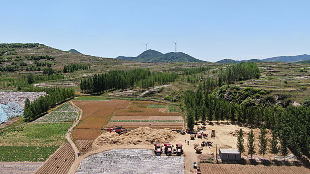 山东省日照市,航拍繁忙的打麦场,村民顶着烈日抢收小麦