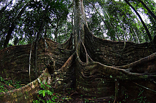 根部,树荫,树,国家公园,亚马逊雨林,厄瓜多尔,南美