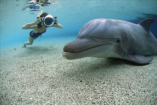 宽吻海豚,水下呼吸管,浅水,夏威夷