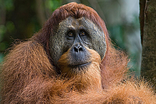 苏门答腊猩猩,强势,古农列尤择国家公园,北方,苏门答腊岛,印度尼西亚