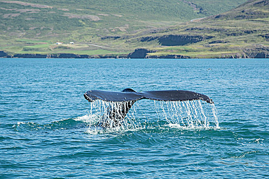 冰岛,观鲸,尾鳍,驼背鲸,海岸,水,滴下,鳍,绿色,农田,背景
