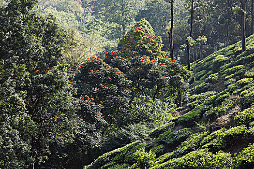 茶园,开花树木,高地,西高止山,喀拉拉,印度,南亚,亚洲