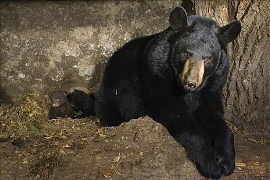 黑熊,美洲黑熊,母兽,两个,星期,老,幼兽,一个,棕色,阶段
