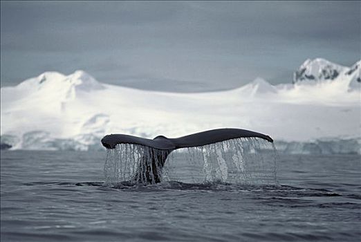 驼背鲸,大翅鲸属,鲸鱼,南极