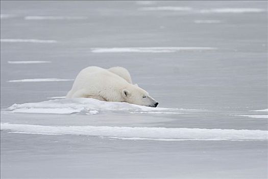北极熊,睡觉,冰,丘吉尔市,曼尼托巴,加拿大