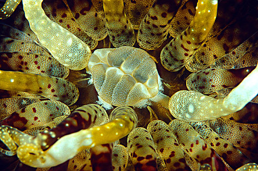 海葵,嘴,印度尼西亚