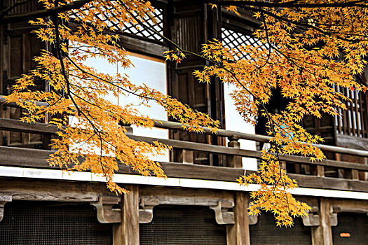 日本京都红叶