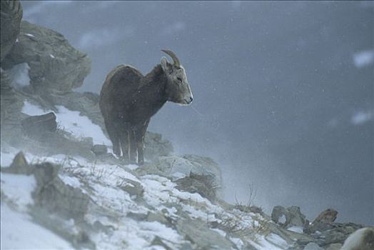 大角羊,雌性,站立,岩石,山坡,雪中,落基山脉,北美