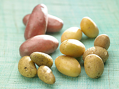 品种,土豆