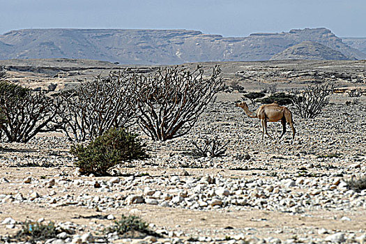 阿曼苏丹国,佐法尔,靠近,塞拉莱,单峰骆驼