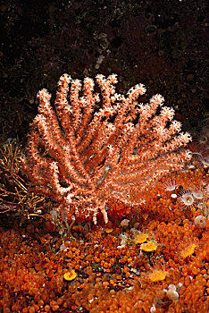 柳珊瑚,殖民地,被囊动物,不列颠哥伦比亚省,加拿大
