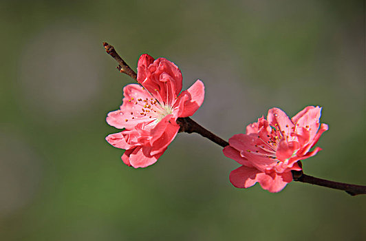 碧桃,千叶桃花,桃花