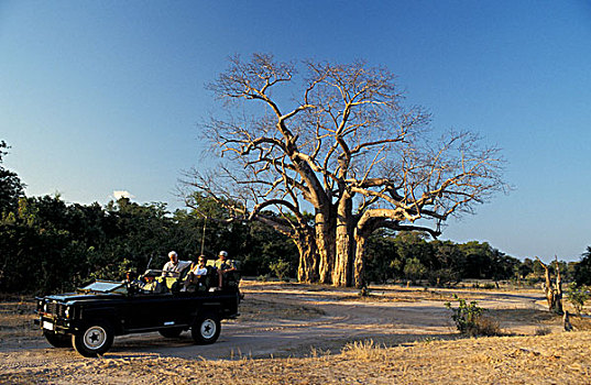 非洲,津巴布韦,国家公园,猴面包树,旅游,吉普车