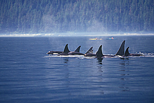 小,逆戟鲸,平面,不列颠哥伦比亚省,加拿大