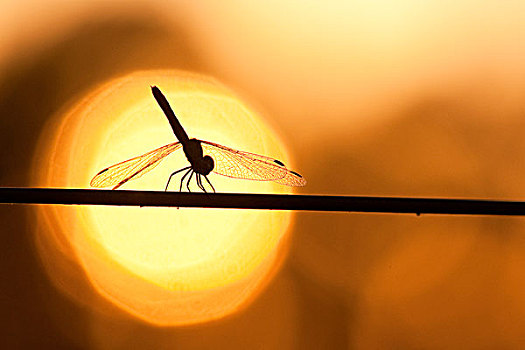 蜻蜓,铁丝栅栏,日落,西南部,巴西,南美
