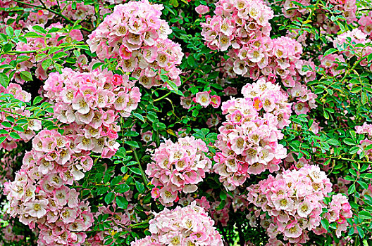 藤蔓玫瑰,蔓生植物,品种,粉色,北莱茵威斯特伐利亚,德国,欧洲