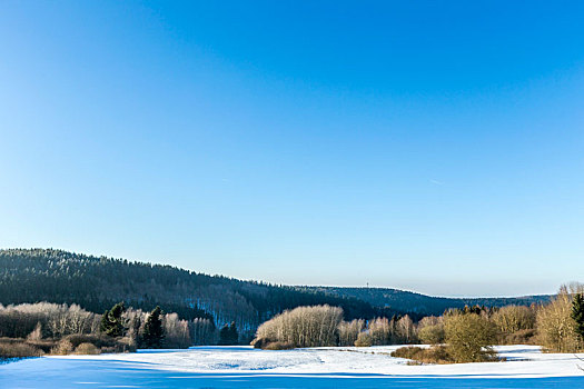 积雪,枝条,树,蓝天