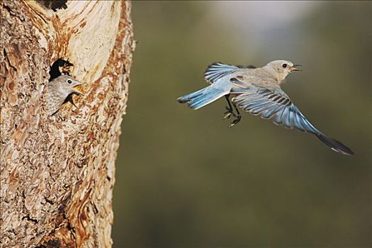 山,蓝知更鸟,雌性,离开,年轻,落基山国家公园,科罗拉多,美国