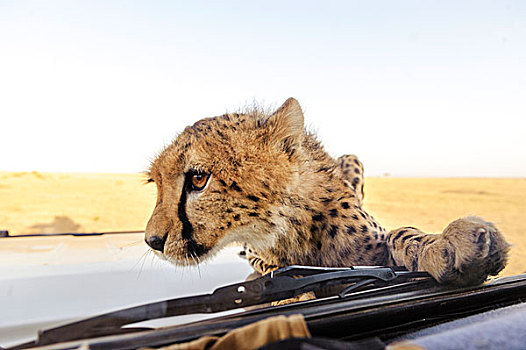 幼兽,印度豹,猎豹,攀登,汽车,马赛马拉国家保护区,肯尼亚,非洲
