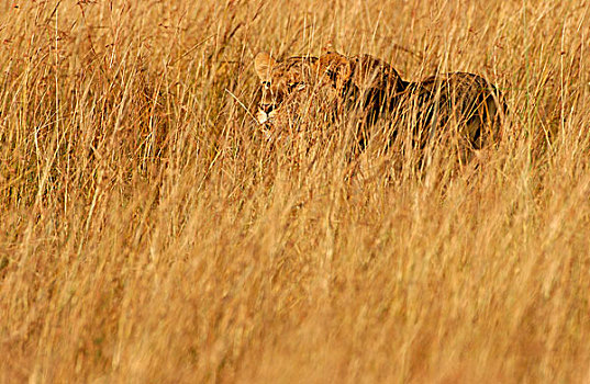 狮子,雌狮,猎捕,长,草,马赛马拉,肯尼亚,非洲