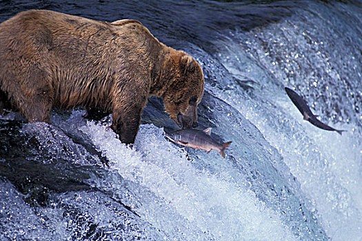 美国,阿拉斯加,卡特麦国家公园,溪流,瀑布,阿拉斯加棕熊,产卵,三文鱼
