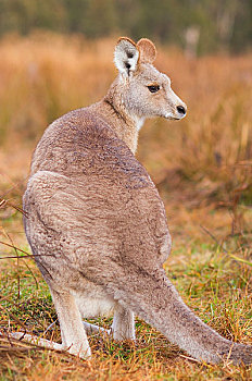 大灰袋鼠,国家公园,新南威尔士,澳大利亚