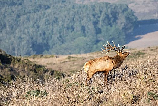 麋鹿,公鹿,鹿属,山坡,雷斯岬,国家海岸,加利福尼亚,美国